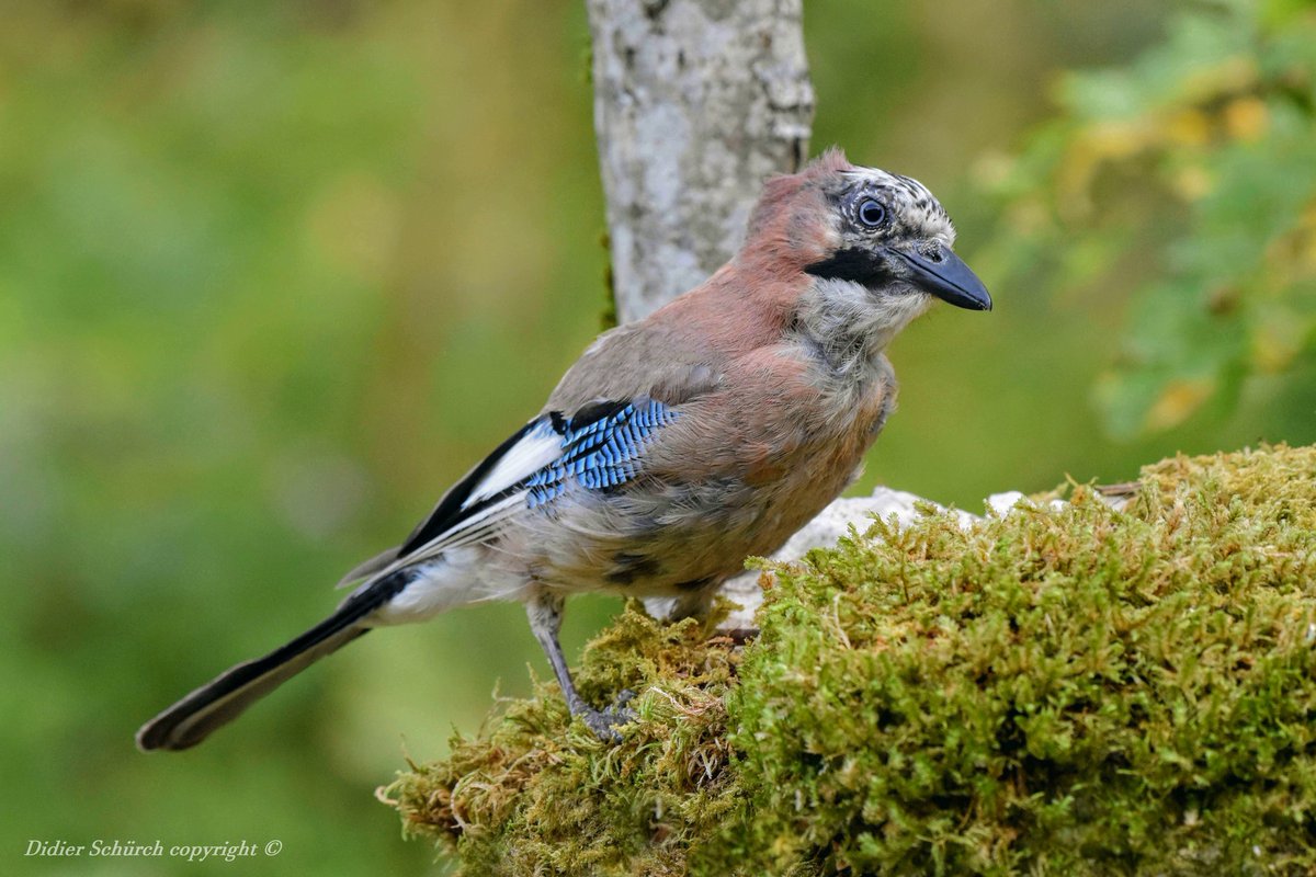 DidierSchurch's tweet photo. #Nature #NaturePhotography #Wildlife #WildlifePhotography #Birds #BirdsPhotography #Animal #Oiseau #geai #jay #naturelovers #TwitterNatureCommunity #Switzerland #Biodiversité Geai des chênes (Garrulus glandarius) https://t.co/s0LZTTYi4I
