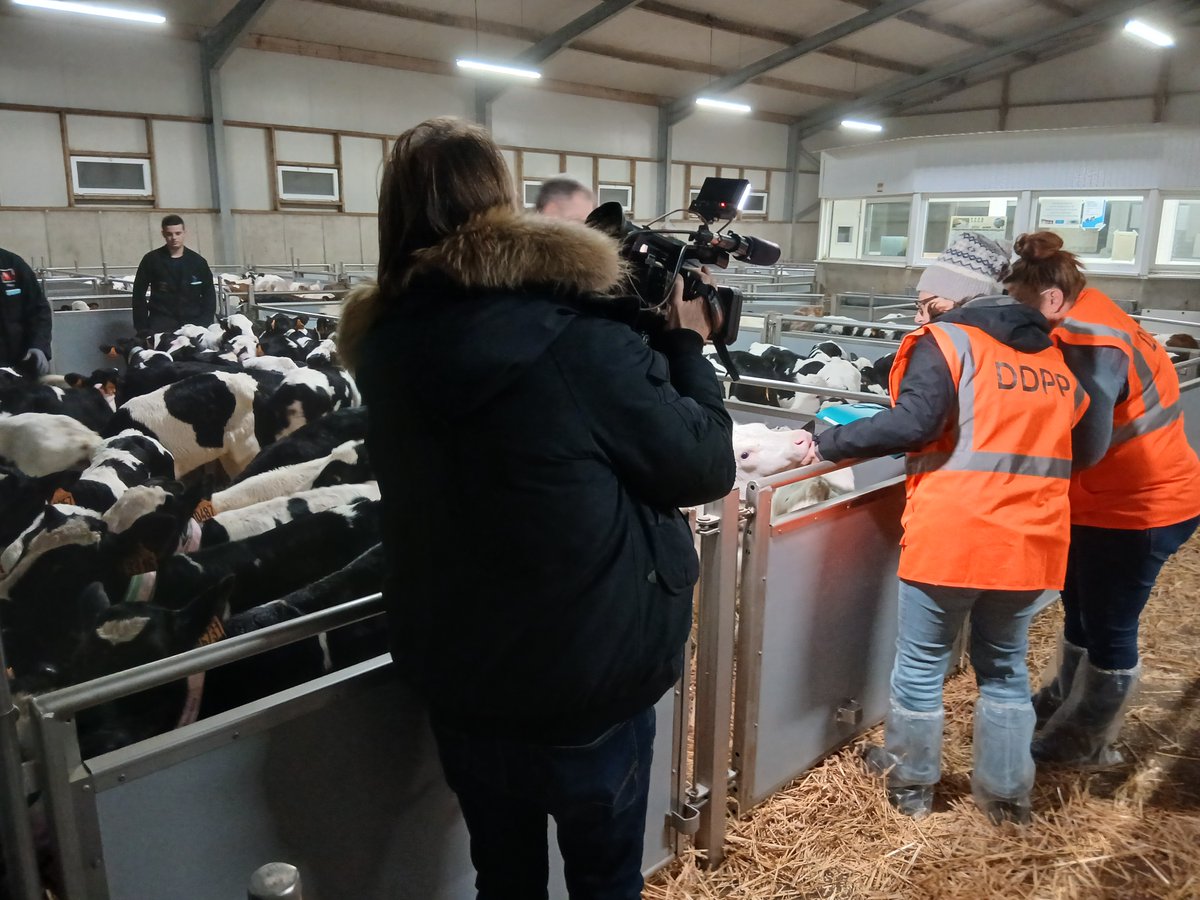 bretagnegouv's tweet image. #SantéAnimale | 🐮 Contrôle dans un centre de regroupement de bovins à Louvigné-de-Bain.

✅ Cette opération s'inscrit dans des mesures de prévention nationales de lutte contre la dermatose nodulaire contagieuse (DNC) pour garantir la sécurité sanitaire des cheptels locaux.