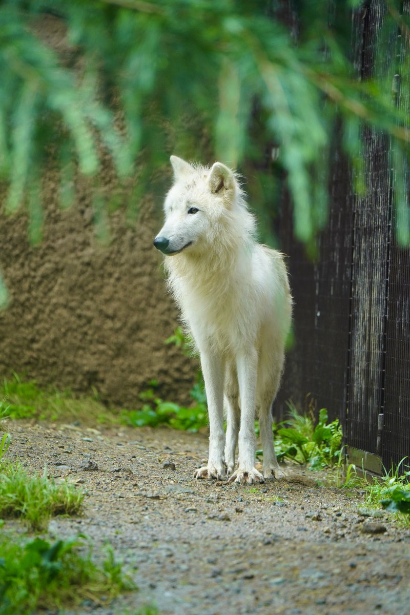 potatowolf358's tweet photo. 那須どうぶつ王国
ホッキョクオオカミの全て

生まれてきてくれた子供にも感謝🐾🐾
#ホッキョクオオカミ
#那須どうぶつ王国 https://t.co/3KtDxFNn5r