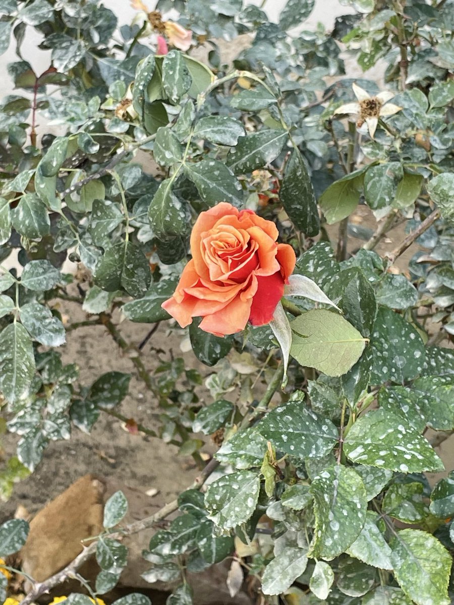 Saniakhan tweet media