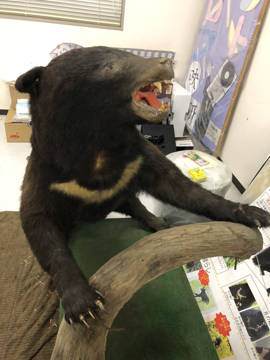 岩手大学ツキノワグマ研究会 tweet media