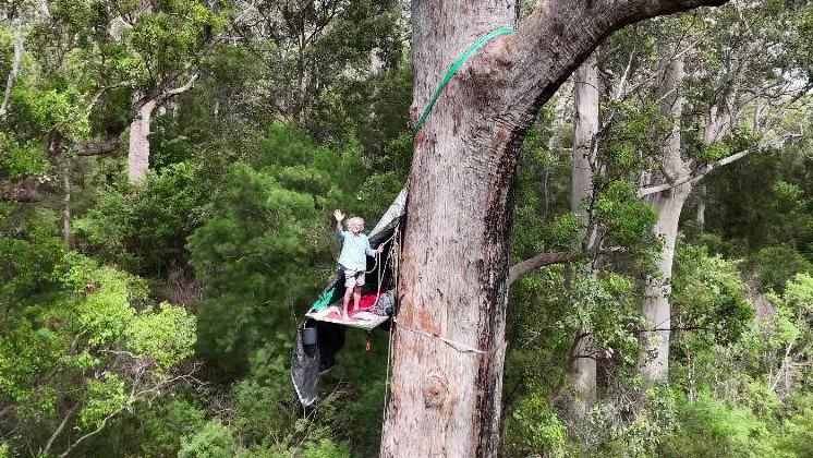 Plans to burn down 500 hectares of ancient tingle forest at Mount Clare Tasmania temporarily suspended following treetop protest by one 70 year old man
Kudos to him 
One person can make a difference 
but they will try again no doubt
Join the protest to save these Trees