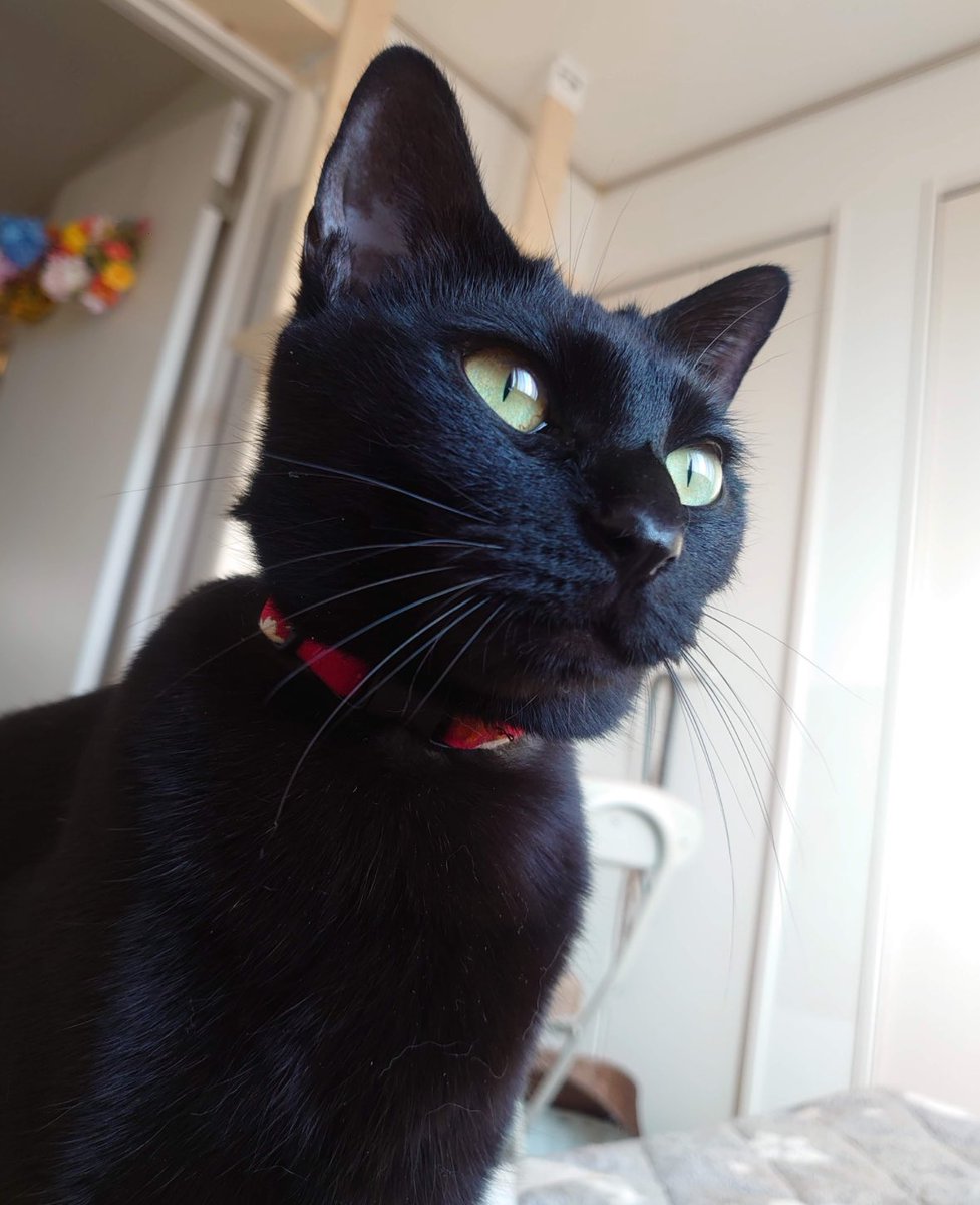 なるせ いぬい tweet media