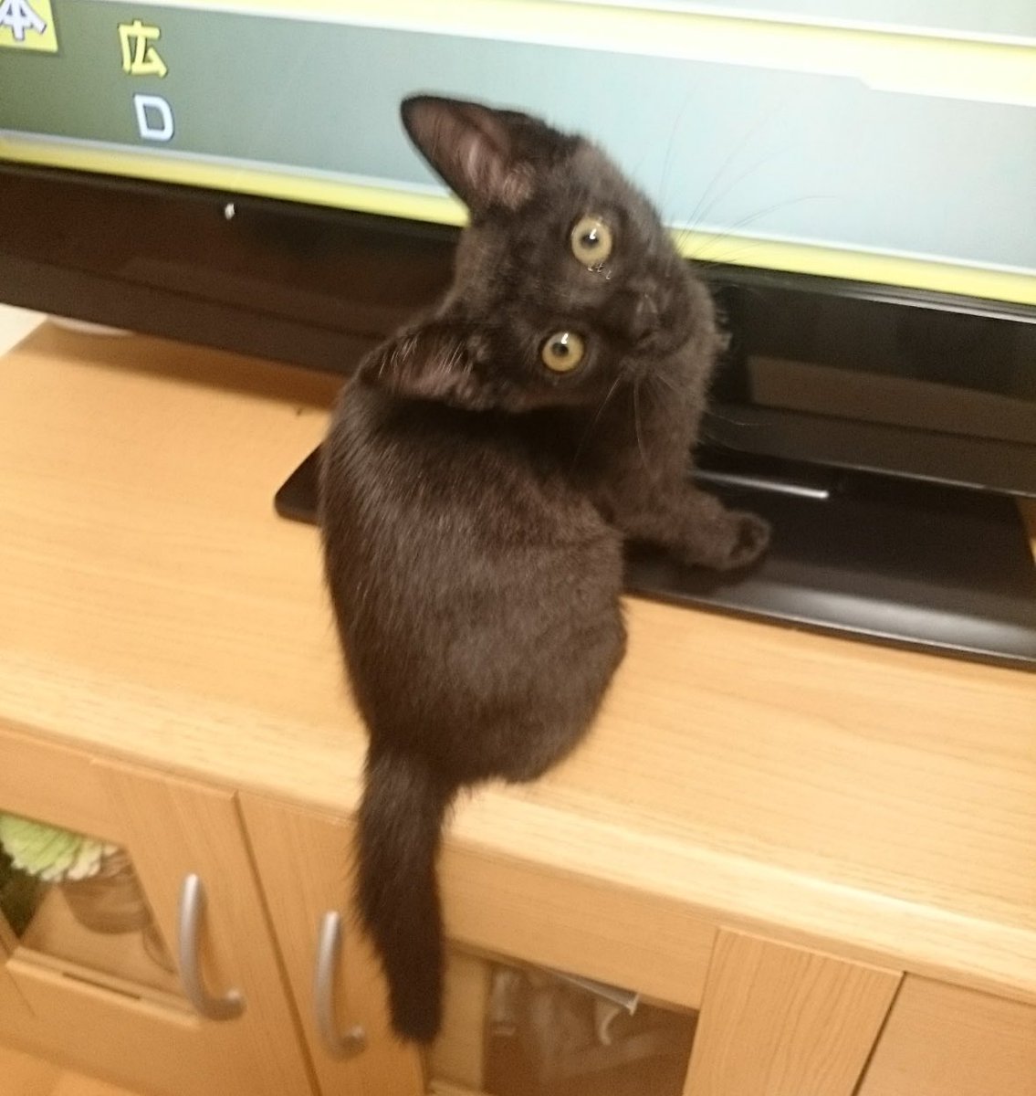 なるせ いぬい tweet media