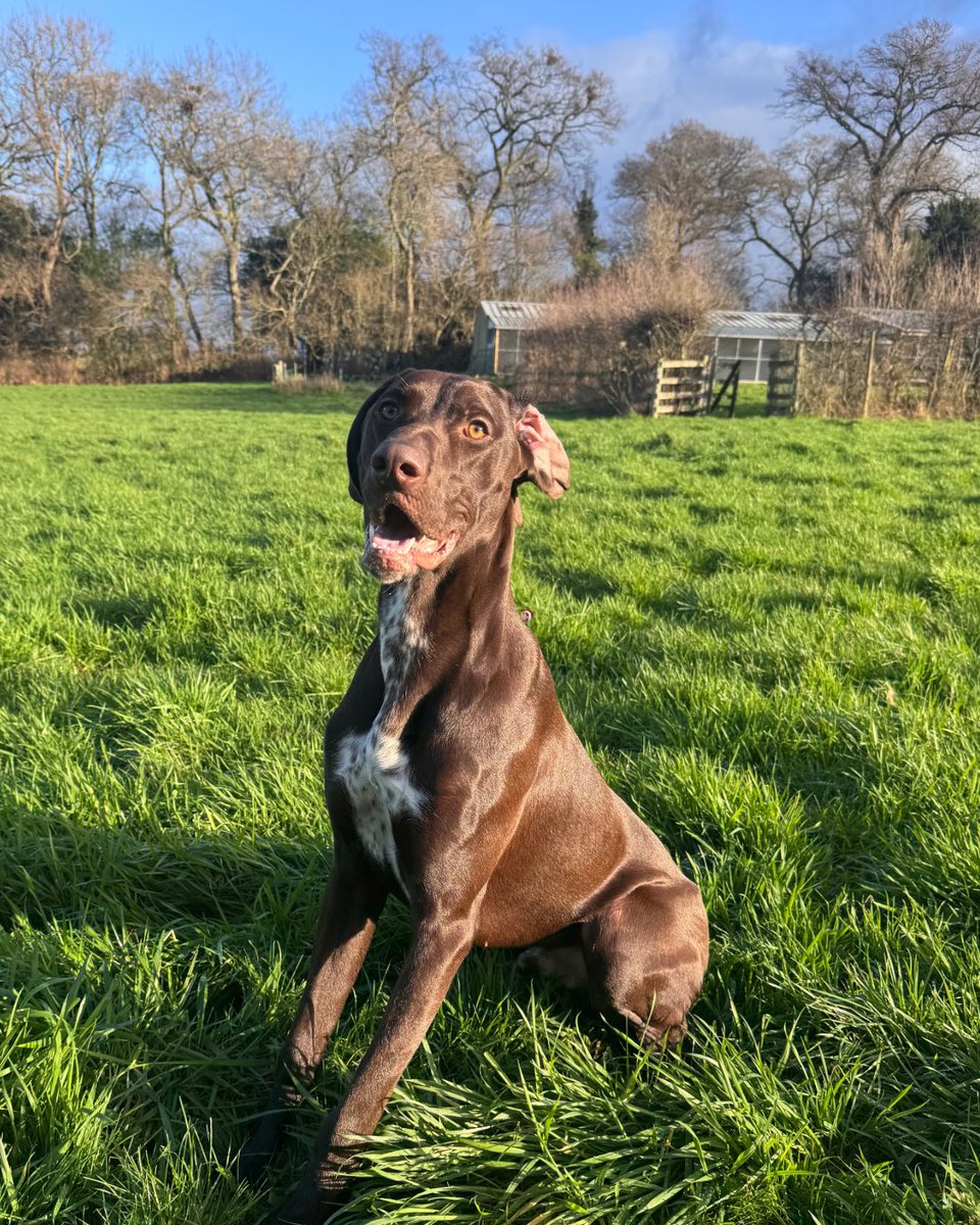Cumbria Police Dog Section tweet media