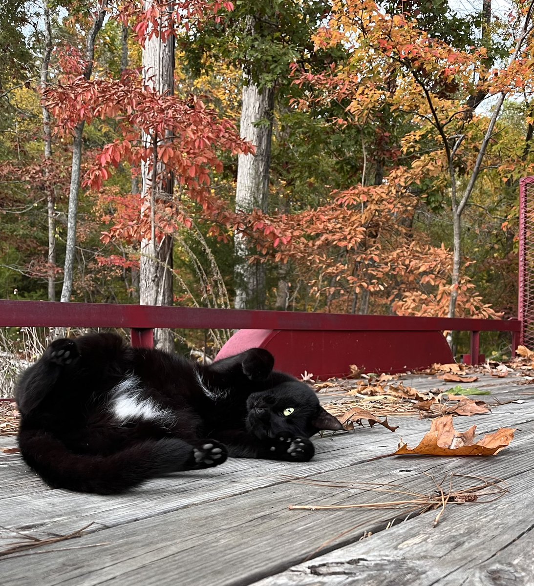 Wayne Pierce tweet media