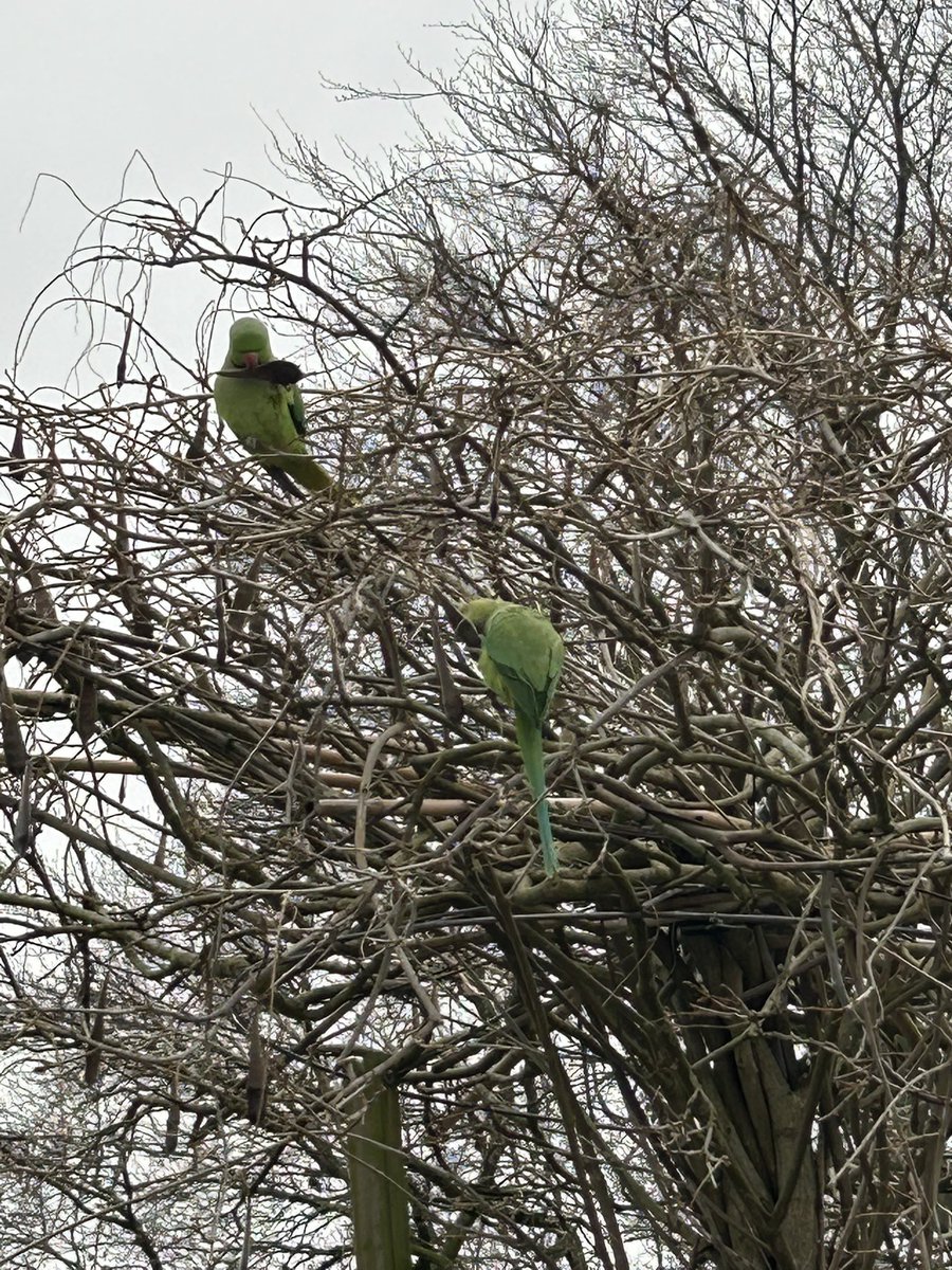 Grijze dag, maar toch een beetje kleur in de boom….