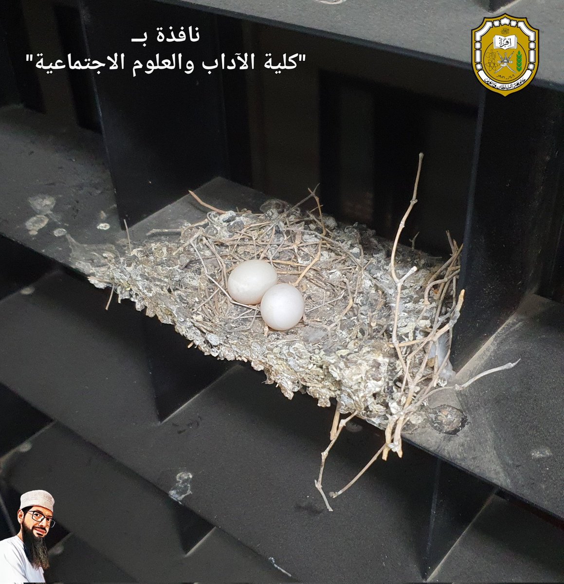 لم يطالع الحمام البري كتب الفلسفة، ولم يحضر محاضرات في علم الاجتماع، ولم يتنقّل بين جنبات أرشيف أو أروقة مكتبة، لكنه بفطرته أدرك أن الأمان لا يُطلب في الغابات والأشجار فقط، فنسج عشه على نافذة تطل على حي مفعم بالفكر والحياة، ليعلّمنا أن الإرادة لا تنتظر الظروف المثالية، بل تصنعها.