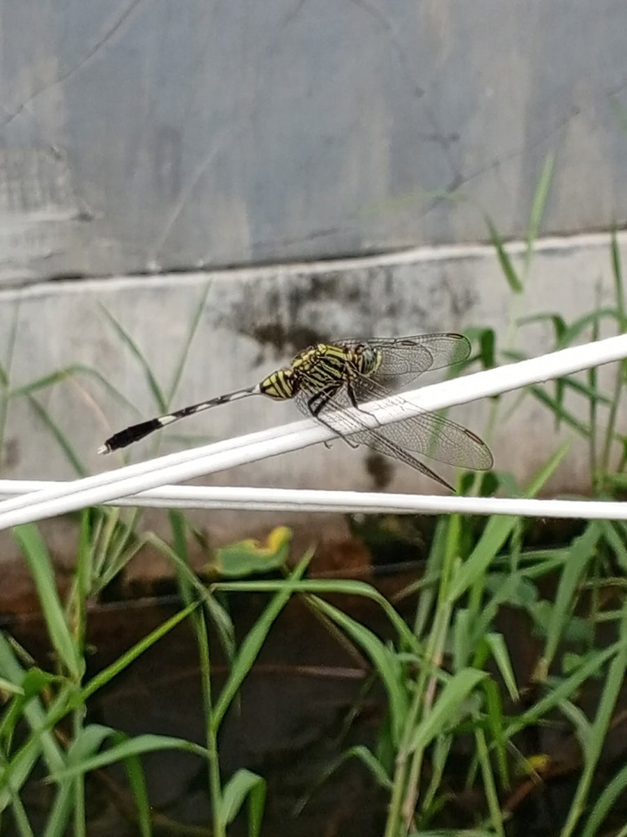 Di dunia tani, kita memang akrab dengan bahasa alam. Banyak petani sejak dulu belajar membaca tanda-tanda kecil di sekeliling mereka, bukan dari radar, bukan dari satelit, tapi dari perilaku makhluk hidup yang berbagi langit dan tanah yang sama.

Capung terbang rendah sebelum