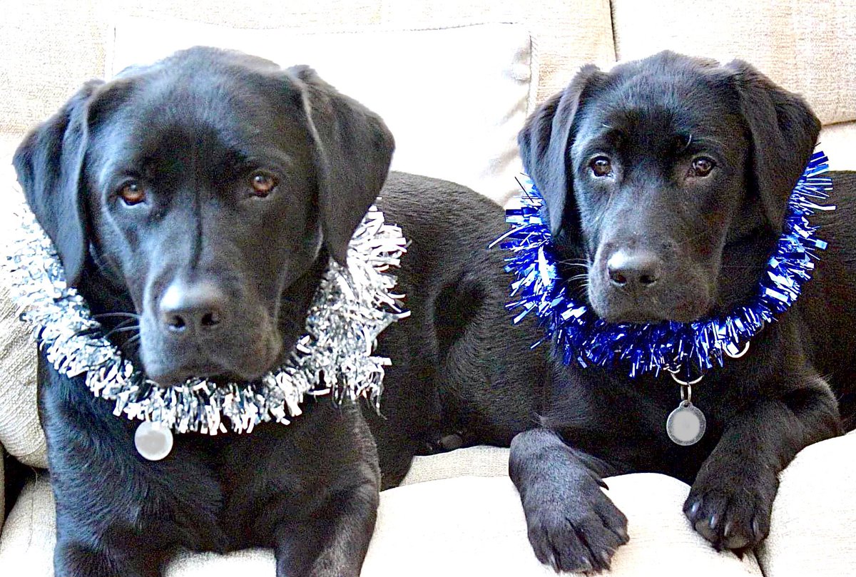 LogieTheDogie tweet media