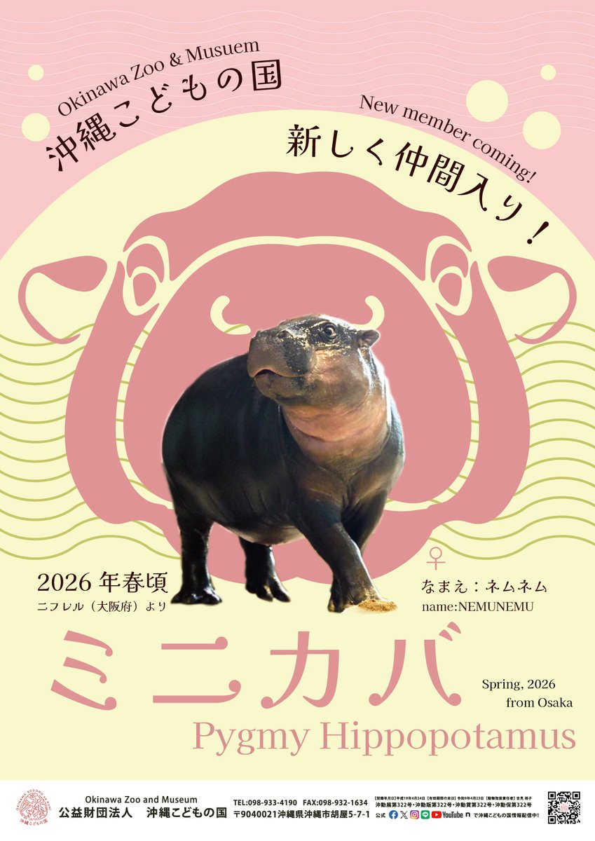 『ミニカバ「ネムネム」が新しく仲間入りします！』

沖縄こどもの国に、ニフレル（大阪府）から ミニカバ「ネムネム」 が新しく仲間入りする予定です。