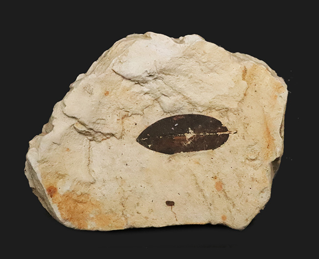 化石・鉱物・隕石販売の化石セブン (@kaseki7) / Posts / X