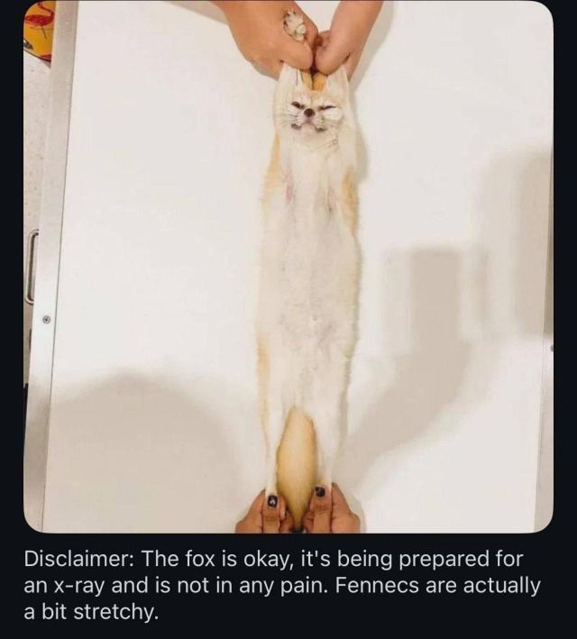 behold, the stretch fennec