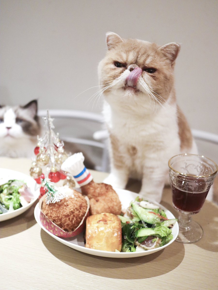 少し早めのクリスマスディナー🎄

 #エキゾチックショートヘア  #猫  #猫のいる暮らし