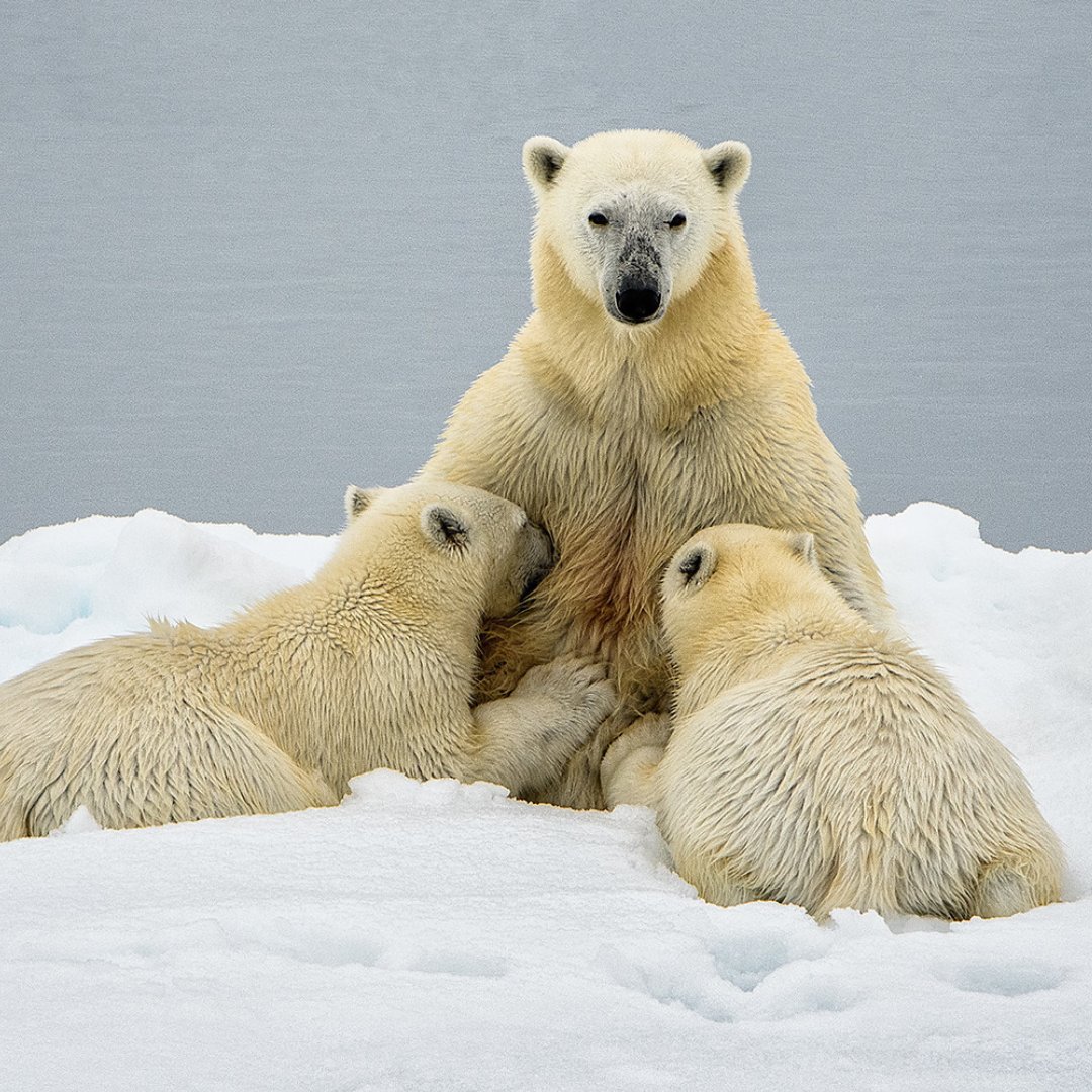 WWF France 🐼 tweet media