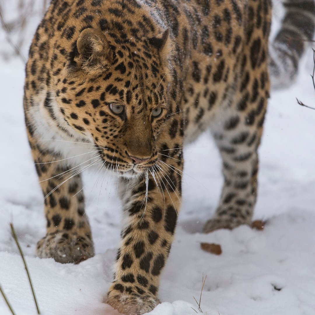 WWF France 🐼 tweet media