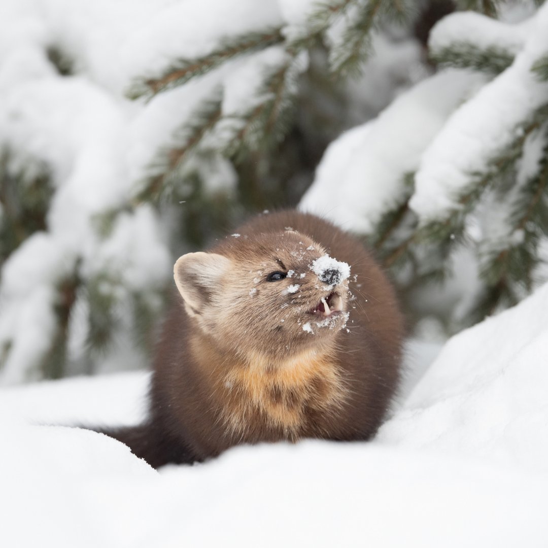 Le WWF vous souhaite de bonnes fêtes de fin d’année. ✨🎄

Pour que la nature continue de nous émerveiller, protégeons ensemble ce qui la rend vivante ! 💚