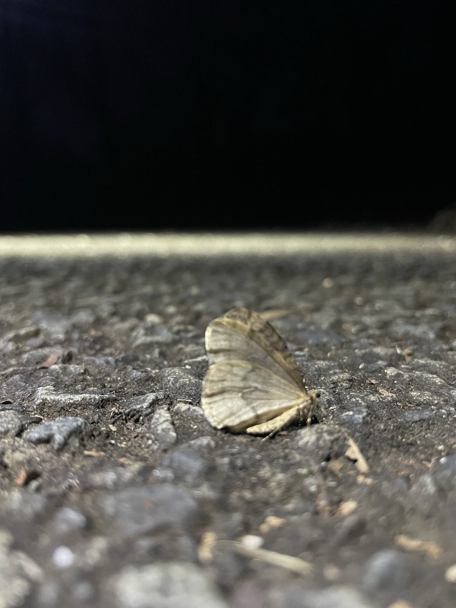 フユシャクがぽちぽち飛んでた