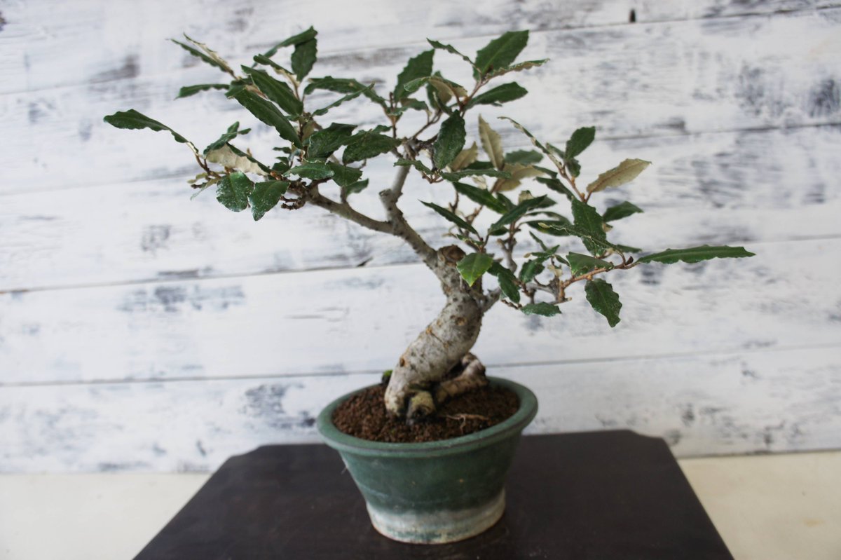 盆栽 『グミ』 インテリア 園芸 観葉植物 ガーデニング 送料無料 b039 盆栽 #インテリア #山 #ガーデニング #趣味 #グミ #秋 #ミニ #オブジェ