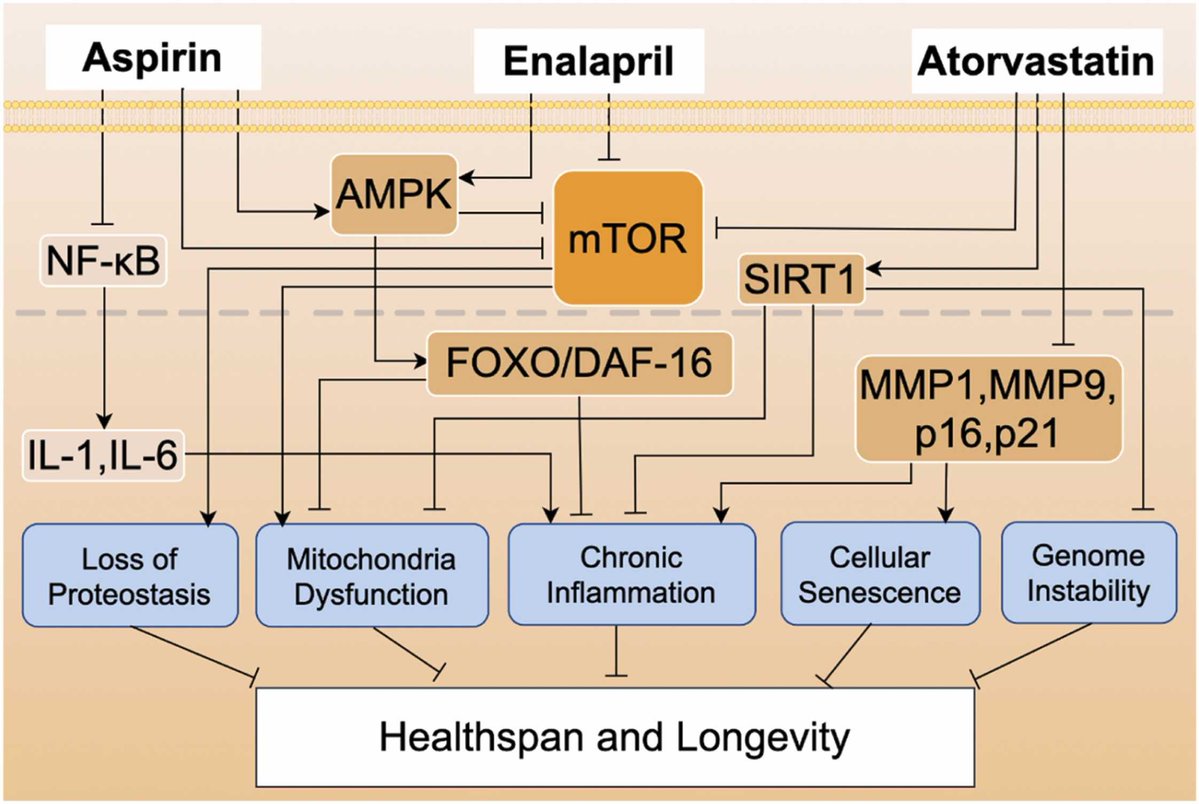 Agingdoc🩺Dr David Barzilai🔔MD PhD MS MBA DipABLM tweet media