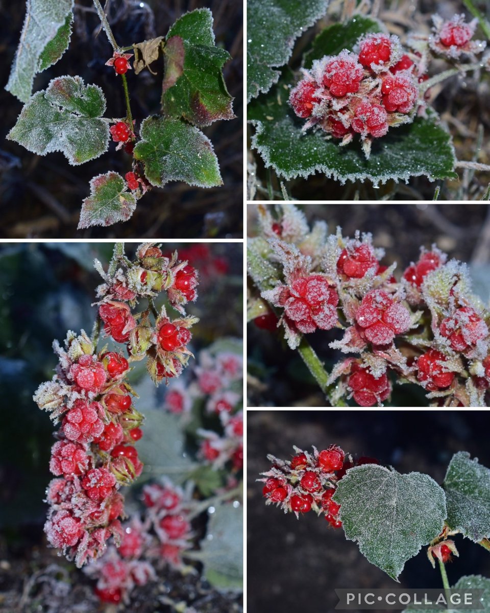 ゆきんこページ ゆきんこ❄︎ (@yukinko21019) / Posts / X