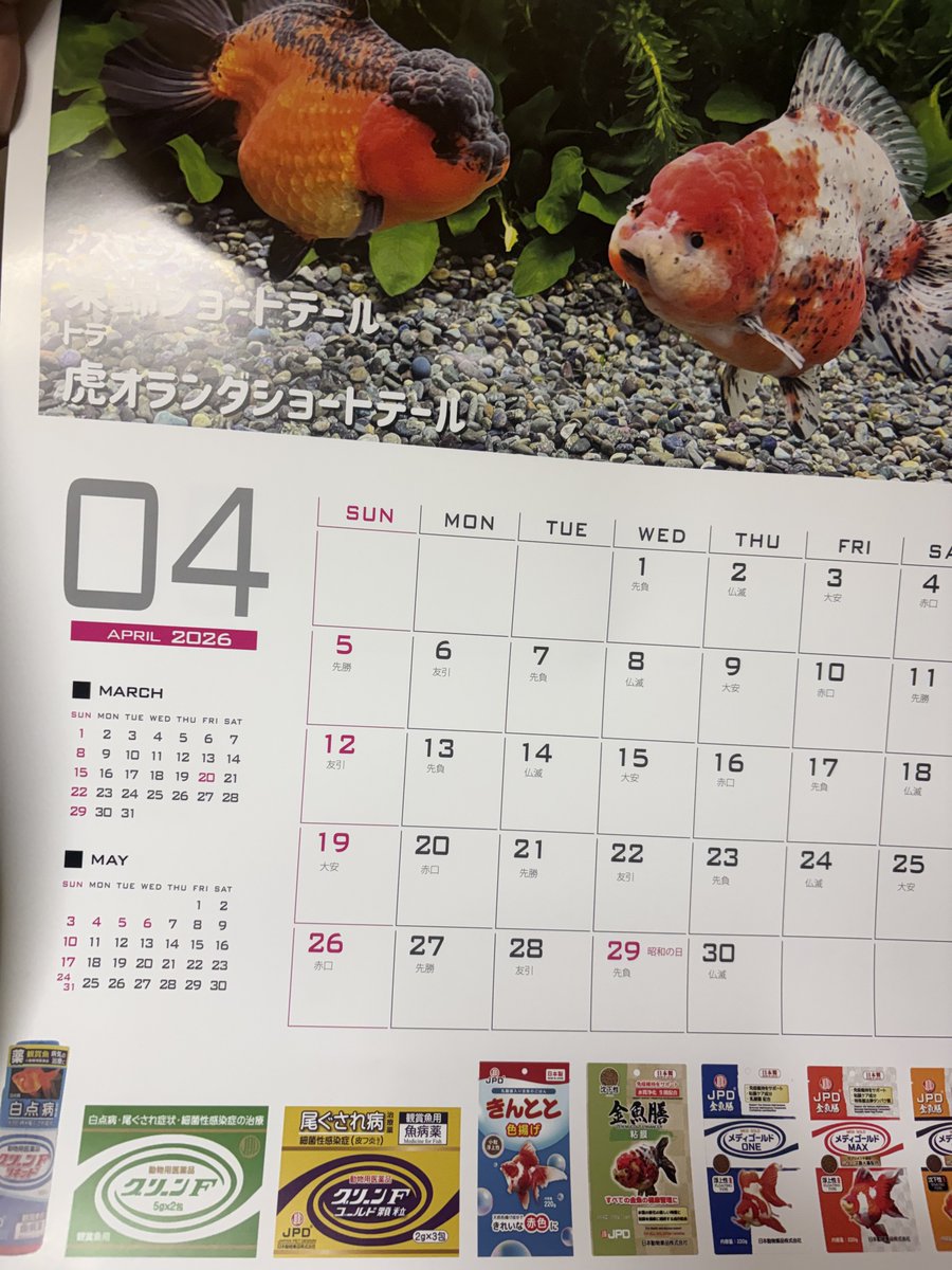 インスタの方でなのですが
ニチドウさん（<a href="/_JapanPetDesign/">日本動物薬品株式会社・ニチドウ</a> ）の金魚カレンダープレゼントに当選しました🙌

今はごちゃごちゃになっていますが、元々Xが虫垢、インスタが金魚垢として使っていました。中身からはオラショーのページをちょい見せ！

＃金魚は良いぞ
＃日本動物薬品株式会社