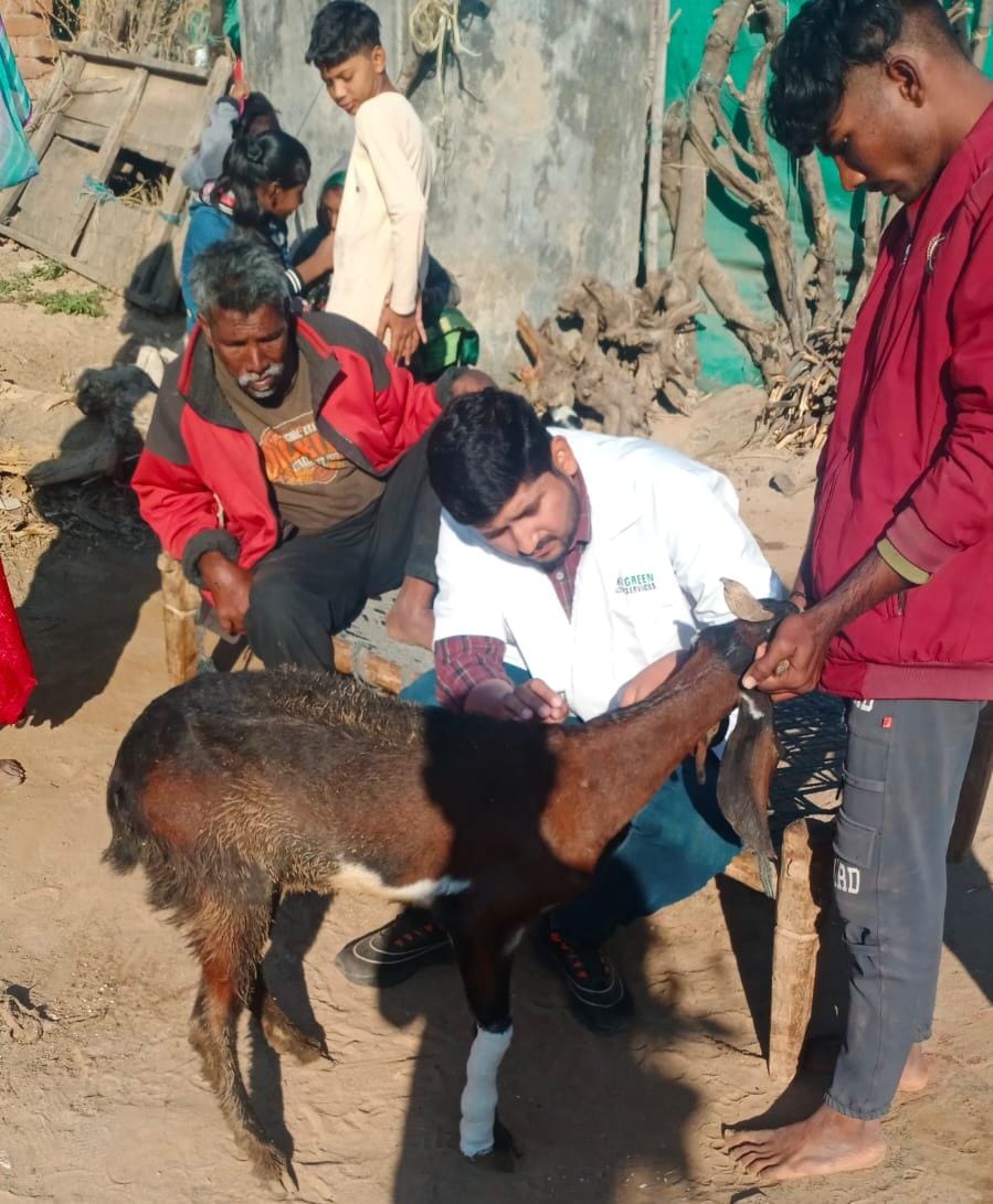 InfoAnandGoG's tweet image. ખંભાત તાલુકાના છેવાડાના ગામ દેહડામાં 1962 ફરતા પશુ દવાખાનાની સમયસર ઇમરજન્સી સેવા દ્વારા ઘાયલ બકરીને તાત્કાલિક સારવાર આપવામાં આવી. 

#ફરતાપશુદવાખાનું #AnimalCare #VeterinaryService #AnandDistrict #Khambhat 
@CMOGuj  
@InfoGujarat 
@DDO_Anand 
@MyAnandMyANMC  
@CollectorAnd