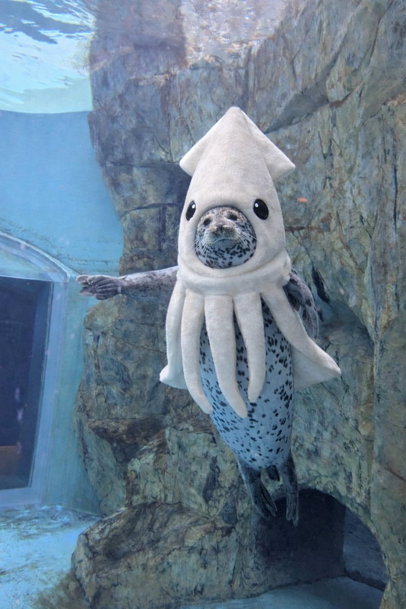 明日はクリスマスイブ🎄という美味しい日らしいのだ
タボはいつもいい子だし
いいお兄ちゃんなのだ

🎅さんが明日あの美味しいのたくさんくれるのだ🦑
(元々🦑の日は水曜日)
今夜は🦑パジャマで寝るのだ
#男鹿水族館 #男鹿水族館GAO #ゴマフアザラシ #ターボ