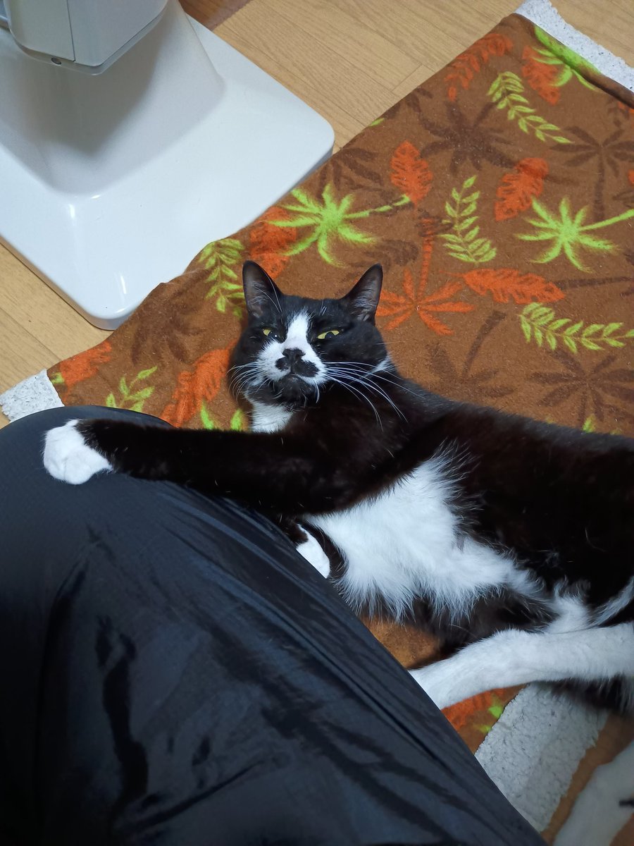 まめちゃんページ♡ しらまめ (@Shira_mame93) / Posts / X