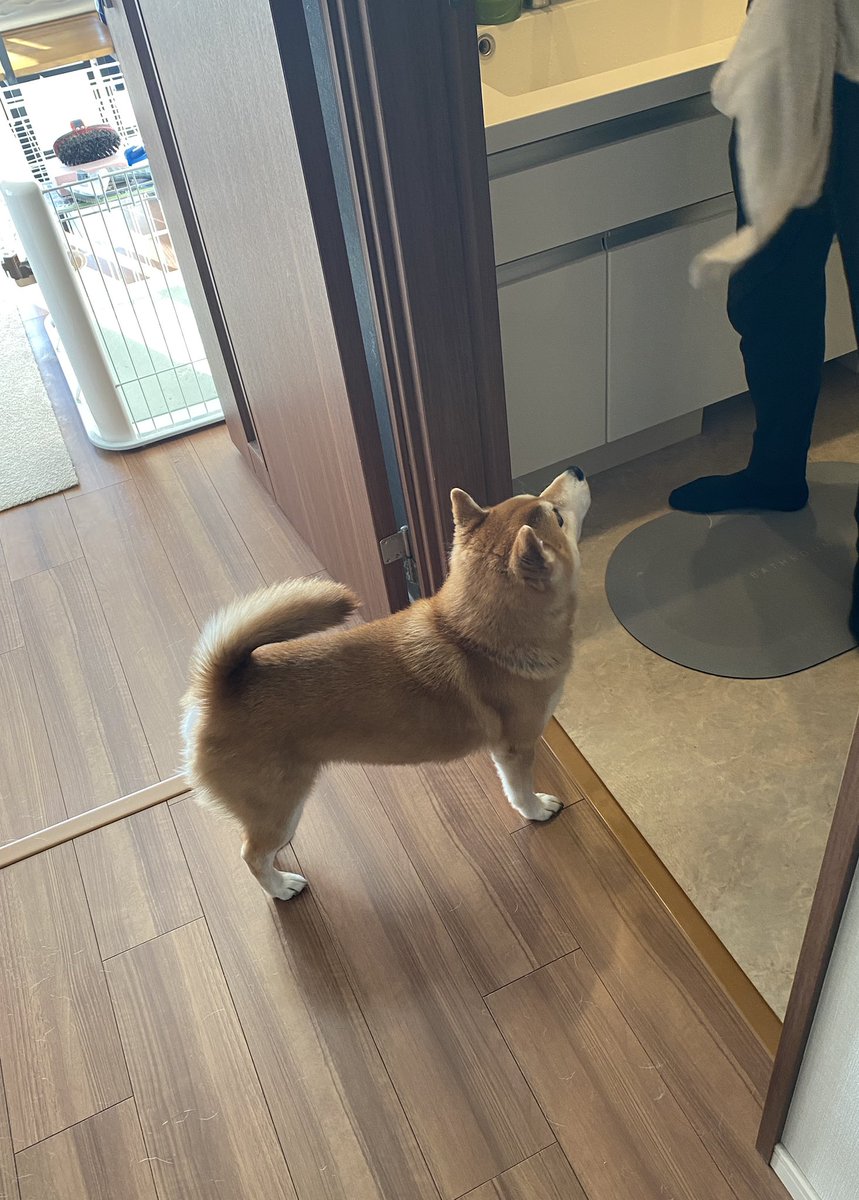 ohirune190303's tweet photo. 完食したらハミガキガムをもらえるシステムのため、洗面所まで完食報告をしに行く様子 https://t.co/lp6Fxen2xQ