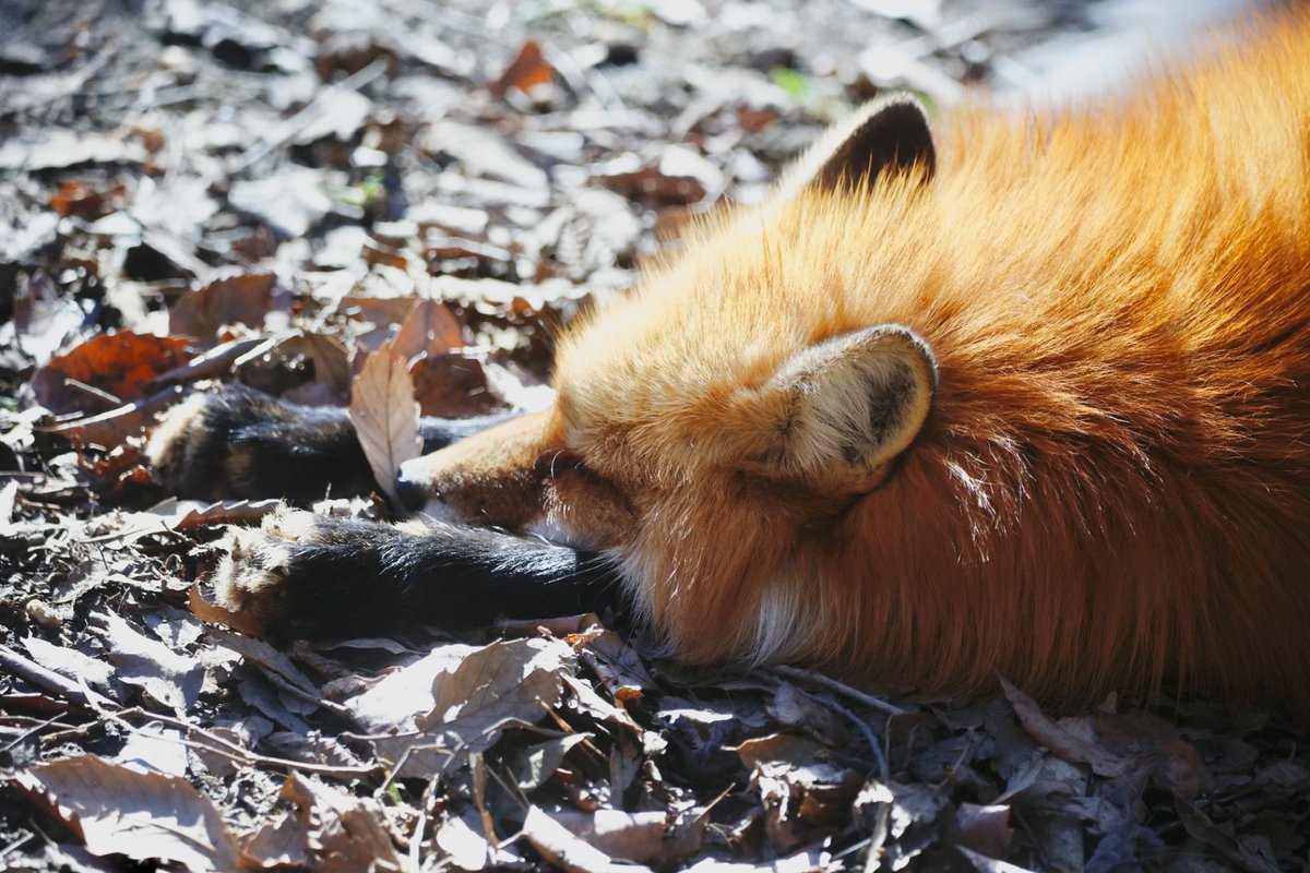 狐仙人乃弟子 トコノ オルタ (@ttt_zegu952) on X