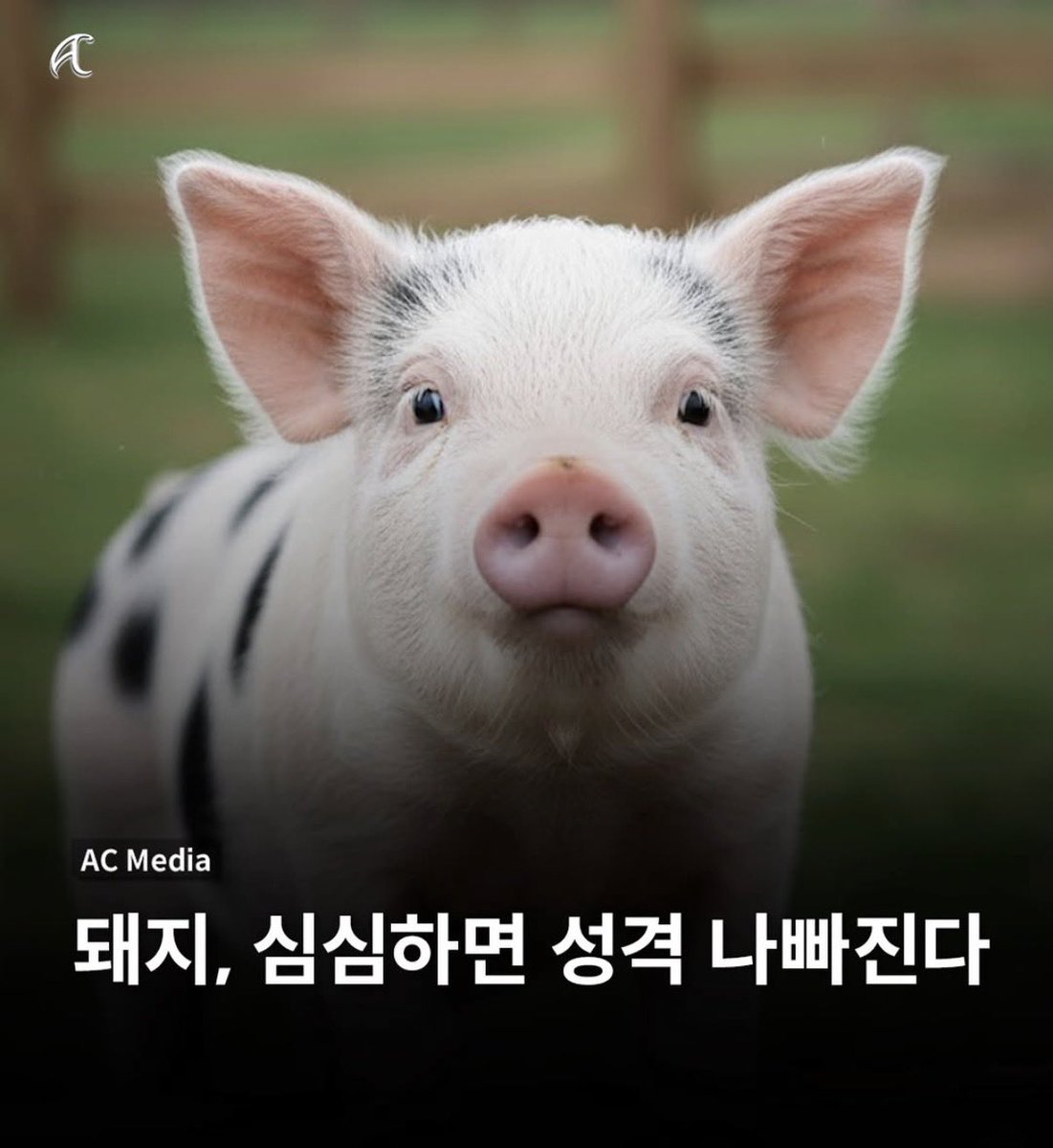 kyubalnom's tweet image. 성격이 점점더나빠짐