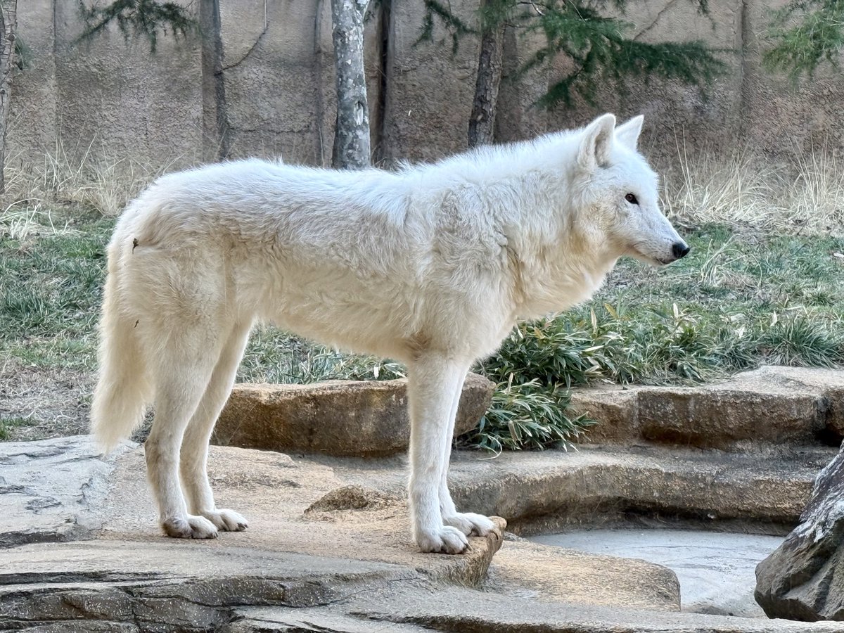 potatowolf358's tweet image. オオカミ サンナちゃん！
おてて！＼カワイイ!/

#オオカミ #サンナ #Wolf #kawaii