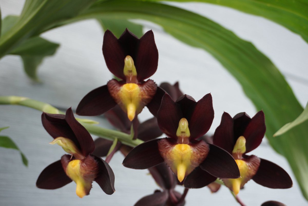 黒カタセタム Catasetum Jorge Cabrera 巨大化したテネブロッサム