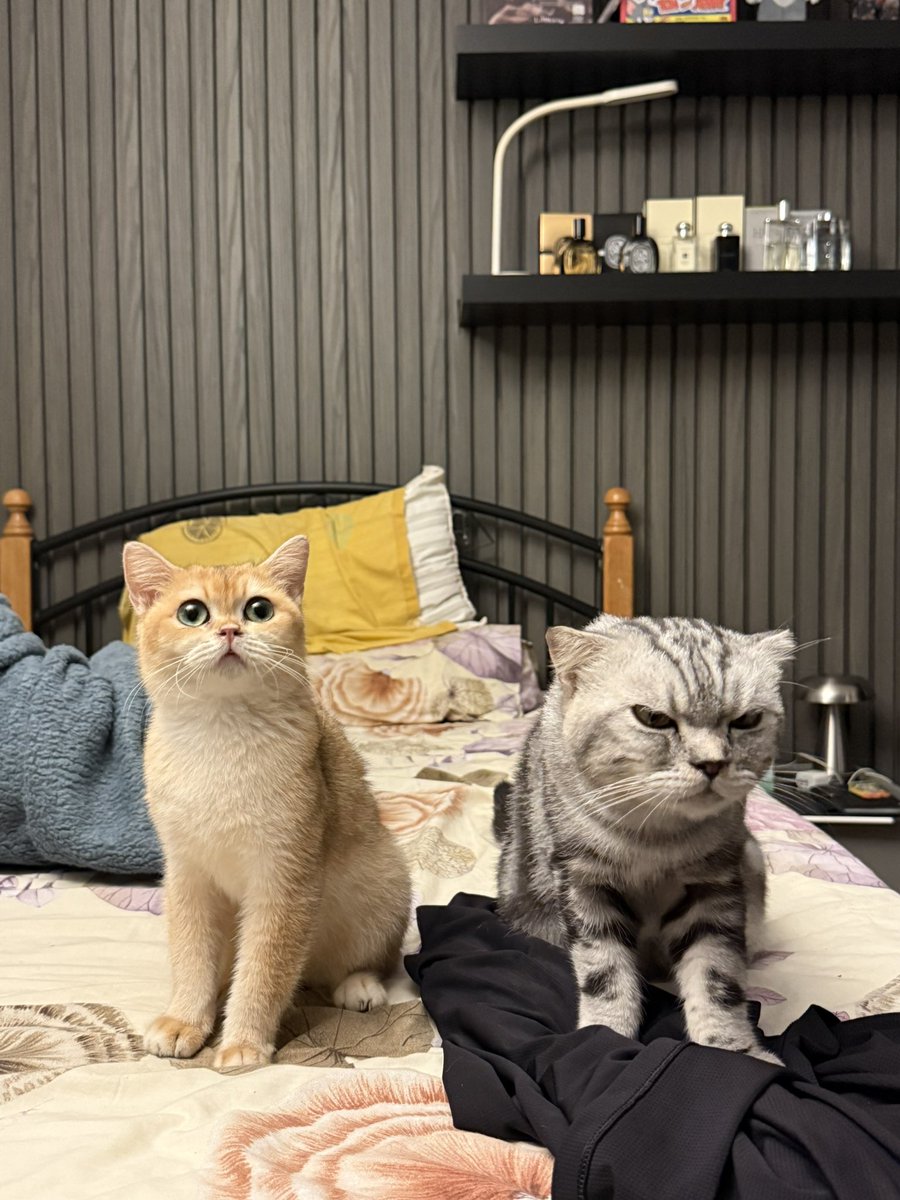 dAnilonat0r's tweet photo. Babies 🥰 https://t.co/B64LWsGUR1