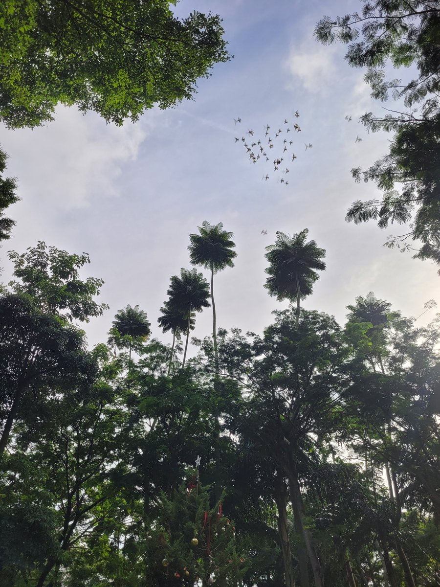 The birds fly in the morning...

<a href="/samsungID/">Samsung Indonesia</a> <a href="/Snapdragon/">Snapdragon</a>