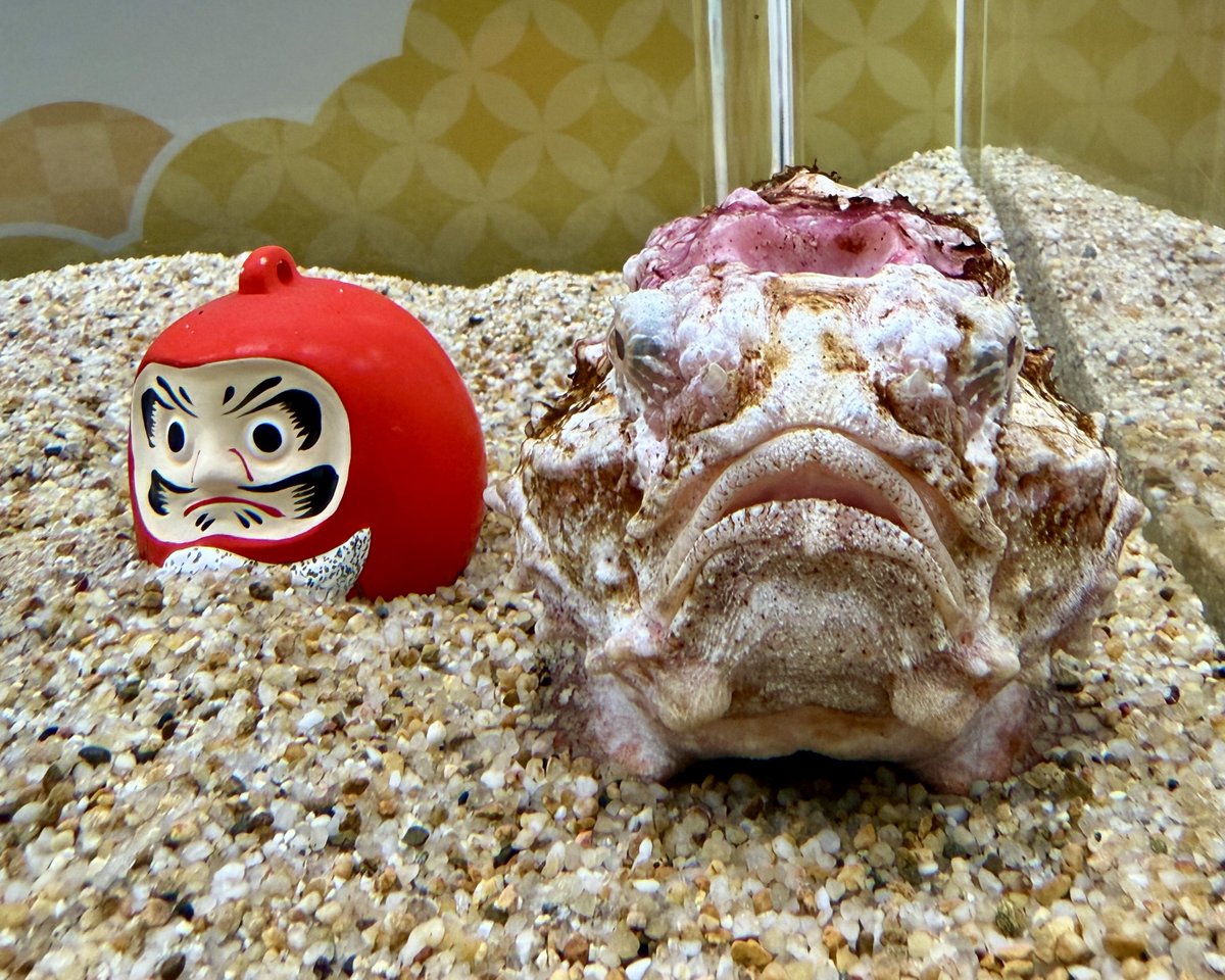 うみたまごでは現在、干支の「午（うま）」やお正月にちなんだお魚たち