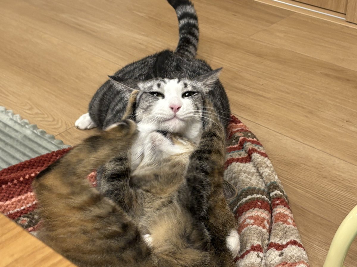 くわとろになります。 Ninja ZX-4R SE」にシルバー追加！「Ninja ZX-4RR KRT EDITION」も