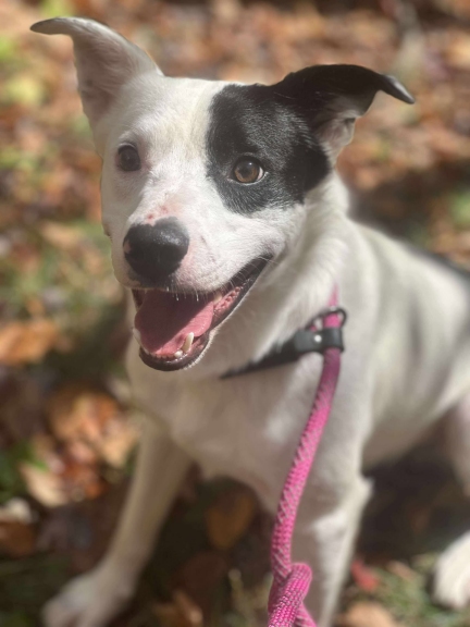 Avery Humane Society tweet media