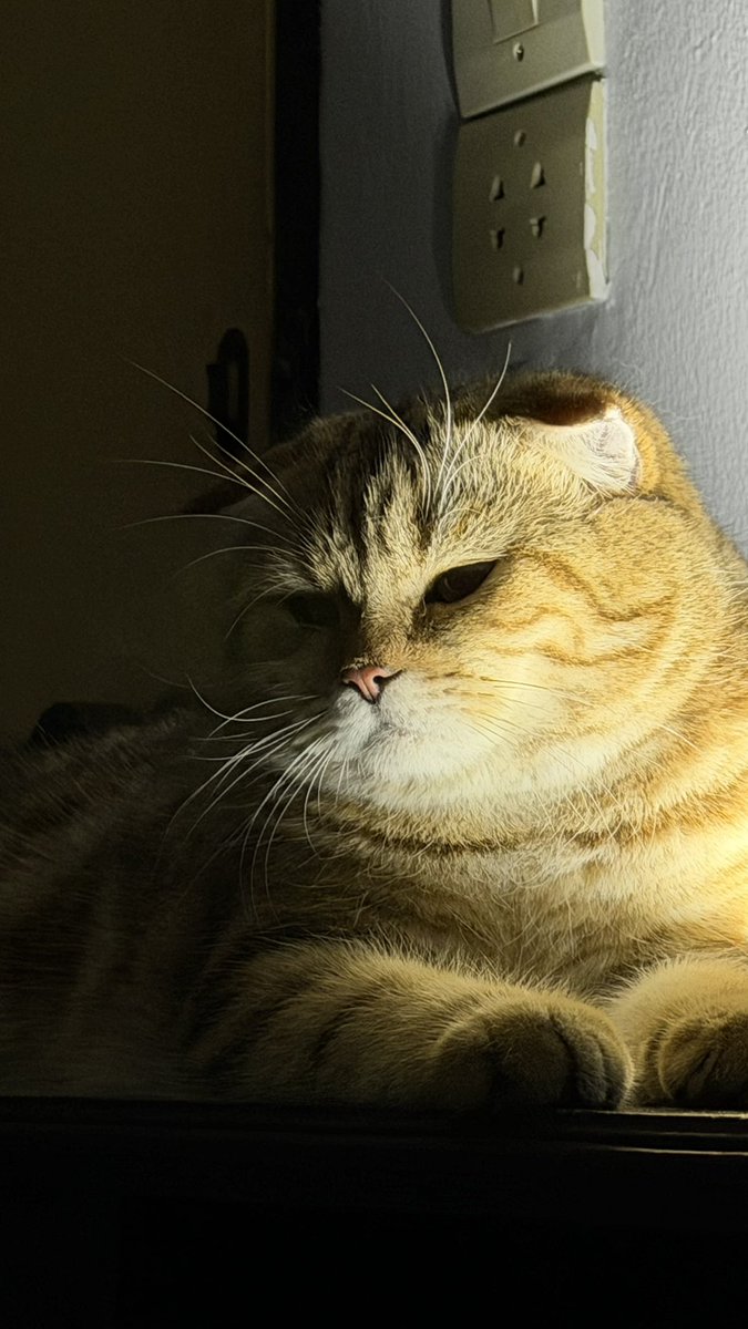 Arthur_catspace's tweet photo. แมว ผี https://t.co/T7zNR7AGuj
