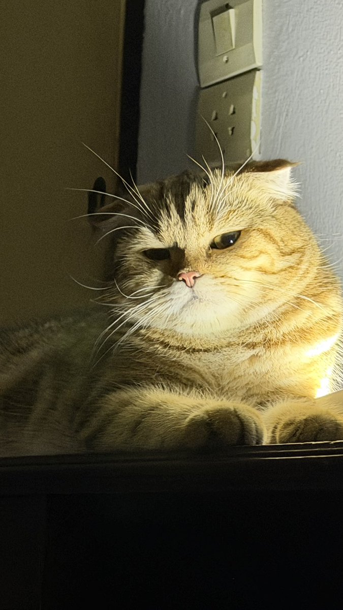 Arthur_catspace's tweet photo. แมว ผี https://t.co/T7zNR7AGuj