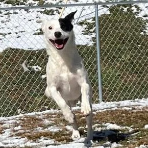 Avery Humane Society tweet media