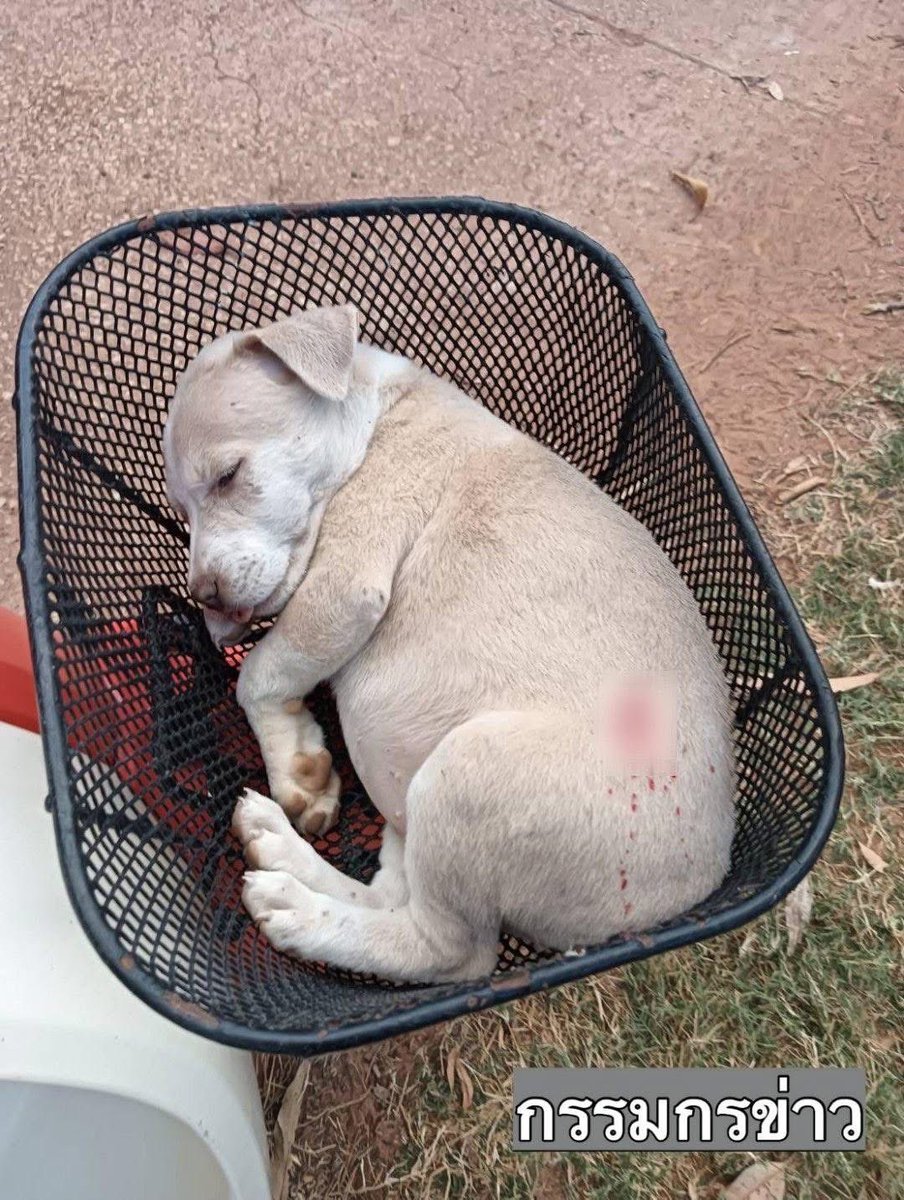 Battleangel15's tweet photo. Heartbreaking. On Dec 22, 2025, a dog in Sa Kaeo was killed instantly by shrapnel after BM-21 rockets hit a civilian area, damaging over 10 homes along the Thai border — highlighting Cambodia’s indiscriminate shelling. Innocent lives pay the price.
 @FourPawsInt @PETA https://t.co/FY0ka9QjG8