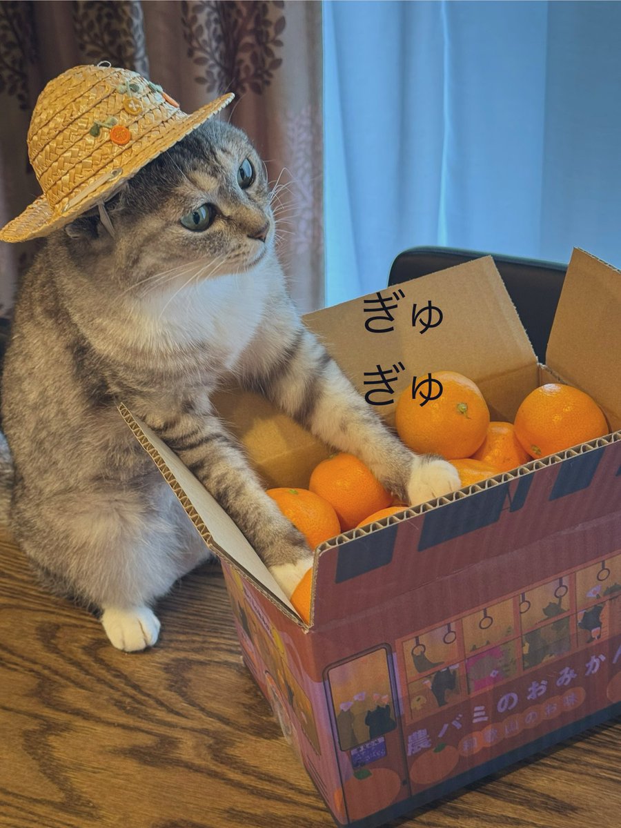 ねこみかん のせ猫 x 6つのみかん Cat and orange 2014#7 - YouTube
