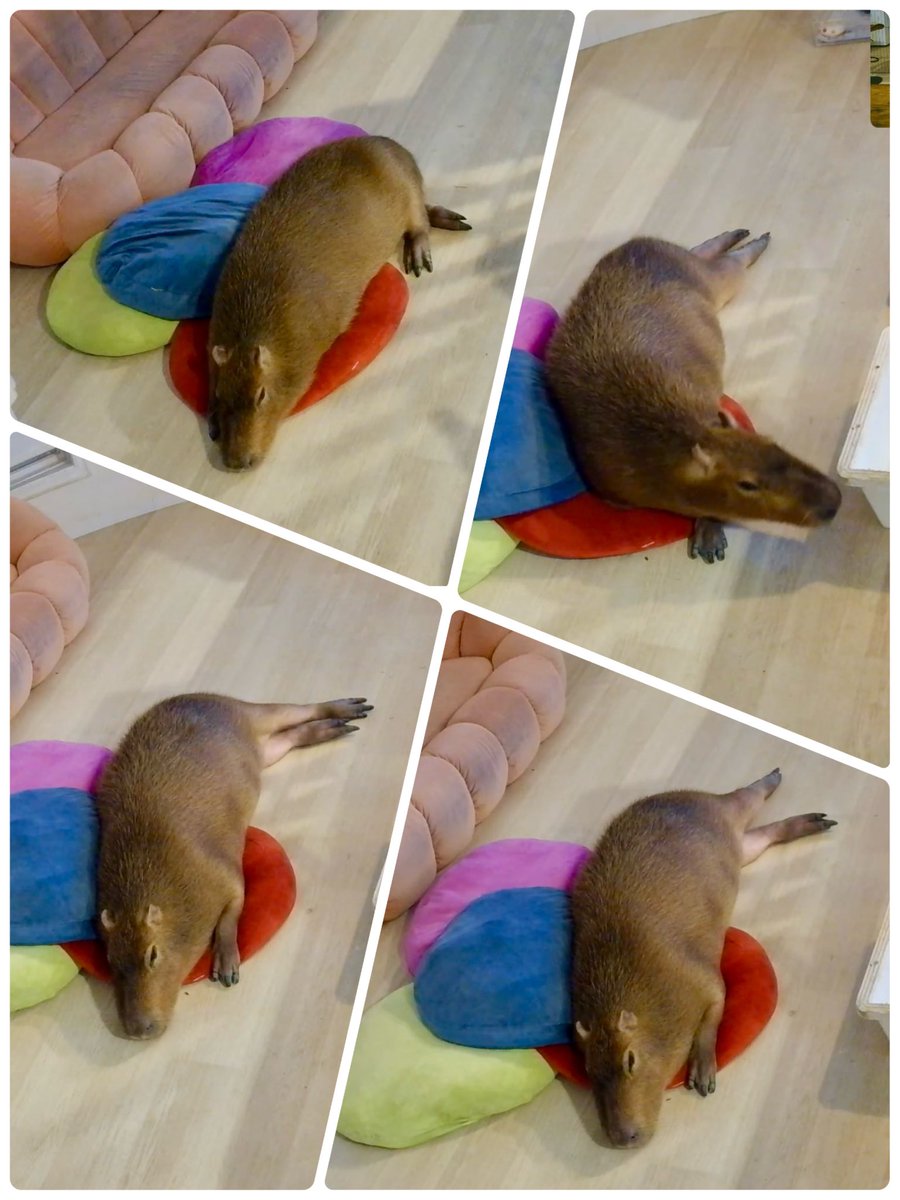 odd_eye222's tweet image. 昨夜のマロンちゃん🌰
あんよが可愛くてたまらない🥰