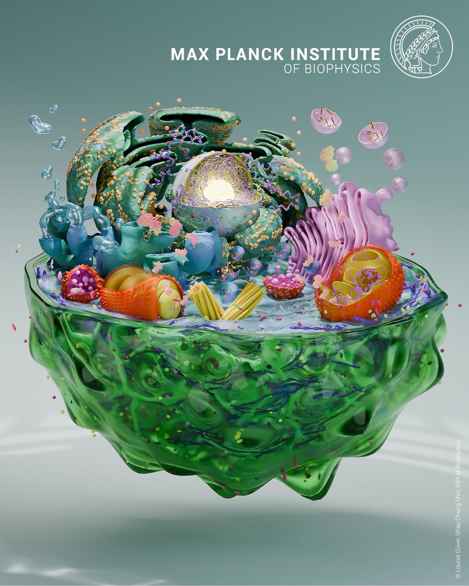 Max Planck Institute of Biophysics tweet media
