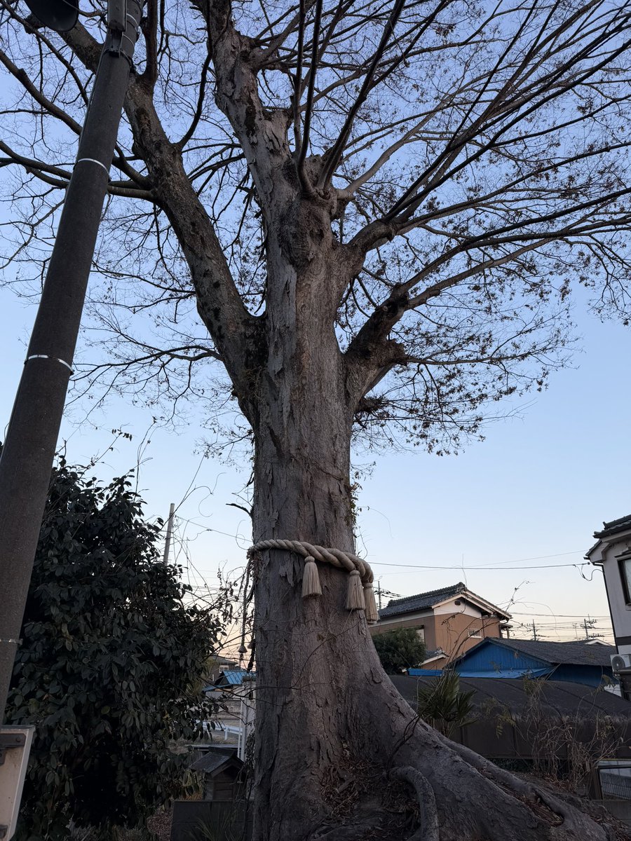 【雷と龍の共鳴】
境内入口の御神木「龍神欅」。
古来、雷（雷神）と雲雨（龍神）は不可分です。
奥殿に鎮まる「雷神」を守護すべく、入口に「龍神」が具現化しました。
静寂の雷、唸る龍。
数百年の歳月が彫り上げた、神域の結界。
天と地をつなぐ迫力を、ぜひ現地で感じてください。
#龍神欅 #雷神