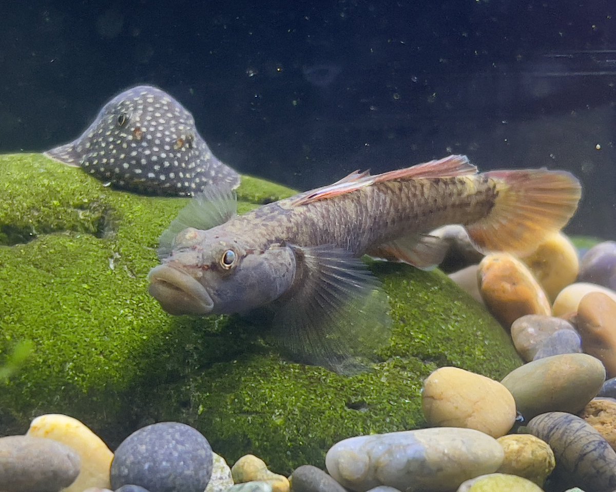 アクアライフ山田 (@ymdaqua) / Posts / X