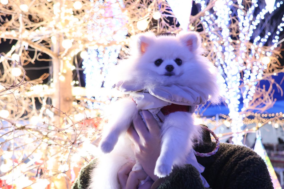 イルミネーションみてきた！
白ポメは光につられて白飛びする😂
#ポメラニアン #犬のいる暮らし