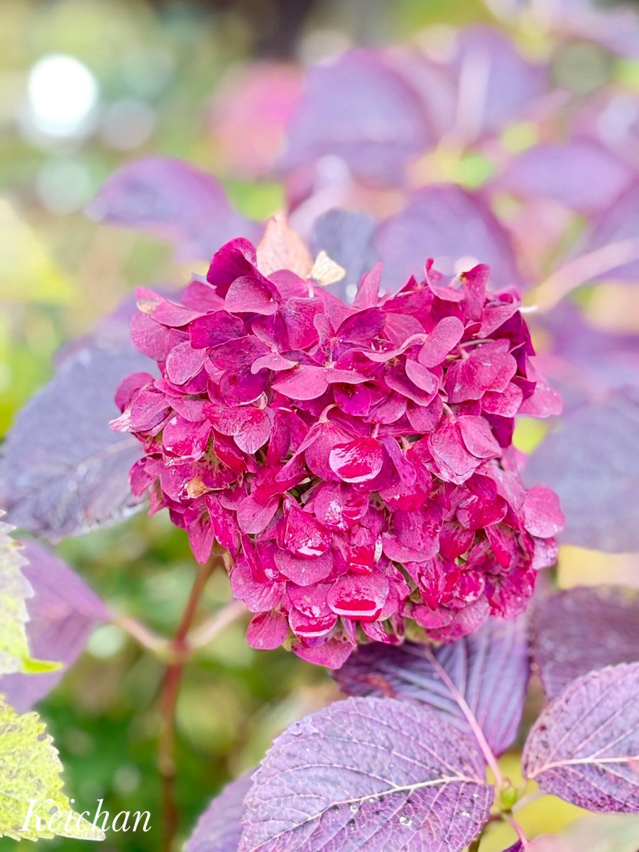 けいちゃん (@k1222_keichan) / Posts / X